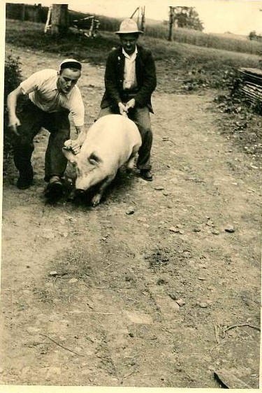 altes Foto mit Schwein